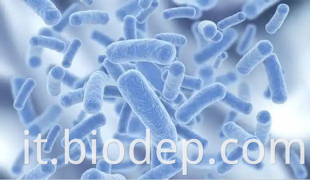 lactobacillus plantarum1